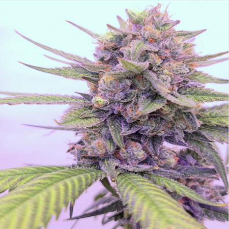 Buy 24K Tangie Feminized Marijuana Seeds - Sensible Seeds